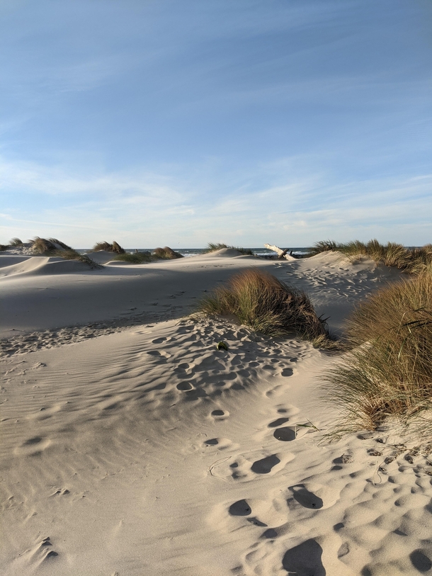  Windswept Oregon dunes x