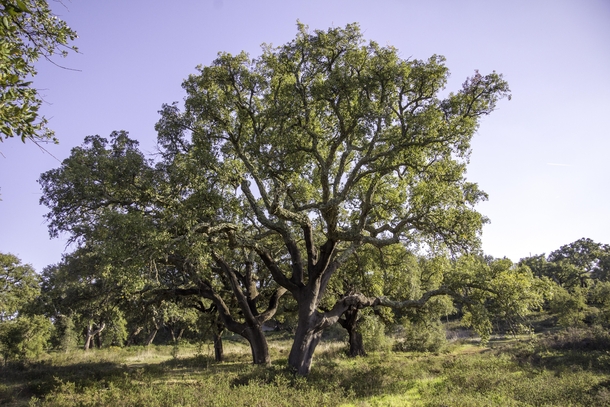  year old cork oak tree in Portugal 