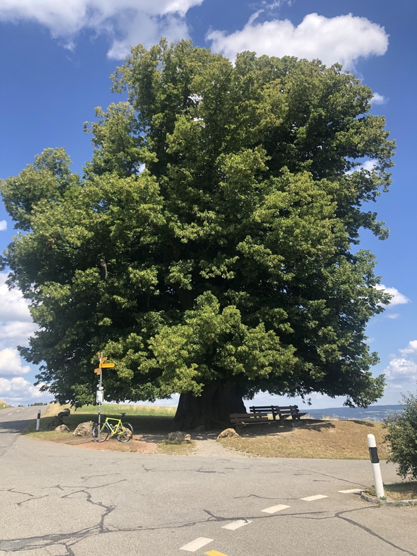   year old lime tree in Linn Switzerland x
