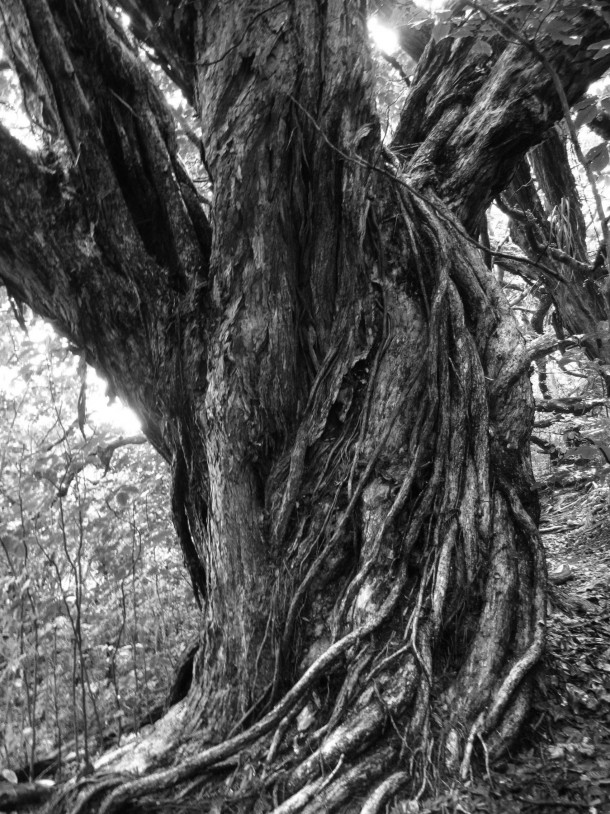  year-old tree on Tiritiri Matangi Island NZ 