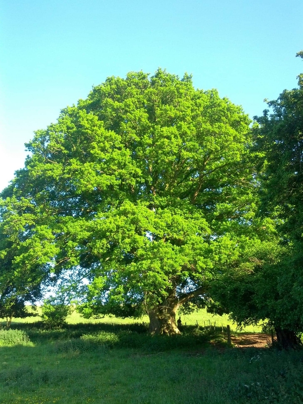  years old English oak Wiltshire UK 
