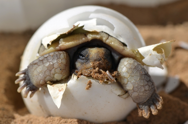 A Baby Desert Tortoise  by Kristina Drake USGS x-post rHI_Res