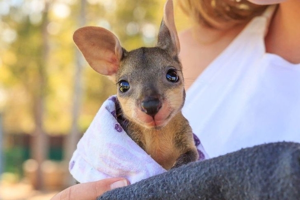 A baby kangaroo