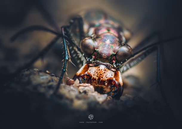 A badass tiger beetle up-close