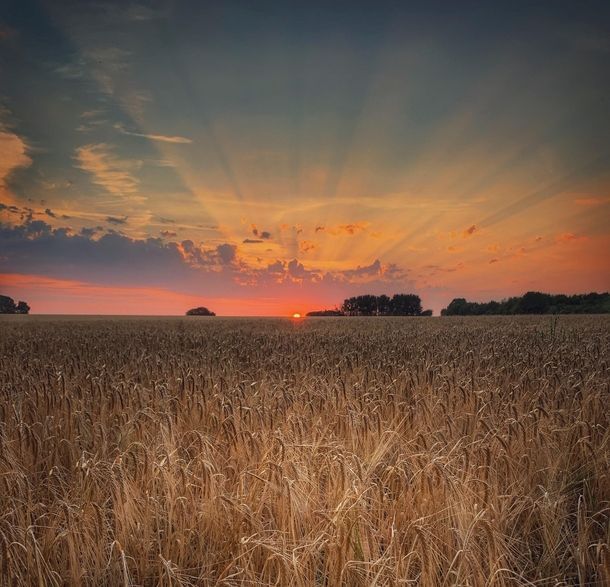A barley field near CambridgeUk  IG  cambridgebengali