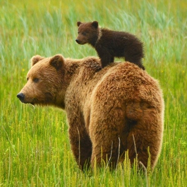 A Bear on a Bear