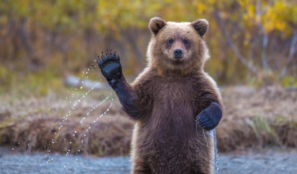 A bear waving 