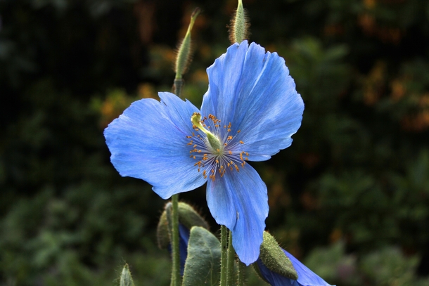 A beautiful blue flower in the garden surrounding Sofiero Castle Helsingborg Sweden 