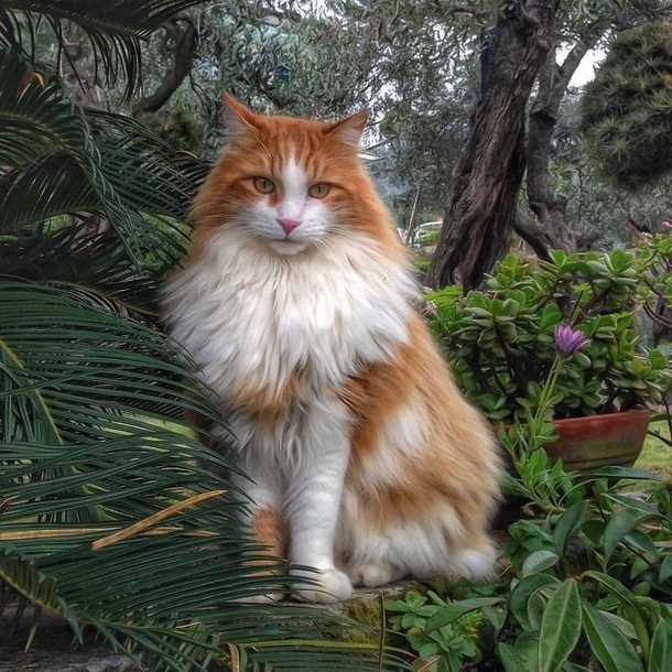 A Beautiful Fluffy Ginger Cat Taking in Some Lovely Scenery