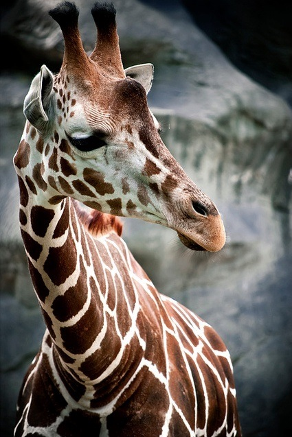 A beautiful giraffe x-post from rgiraffes 