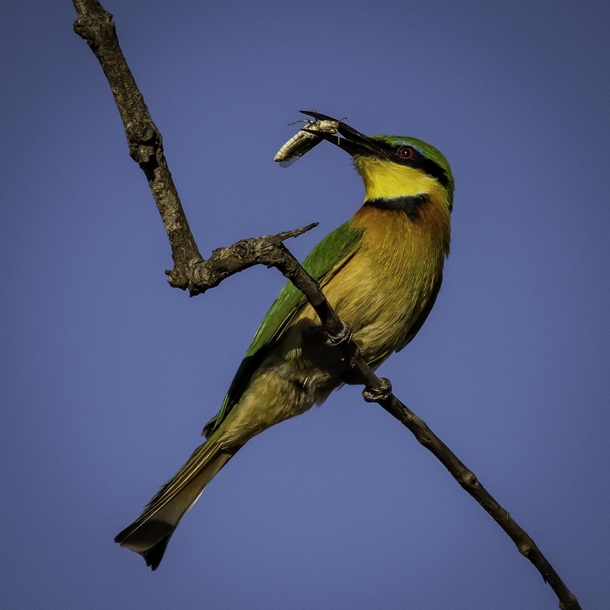 A beautiful little bee-eater with cricket lunch in Kruger National Park He started smashing the cricket against the branch to break its exoskeleton before swallowing down whole 