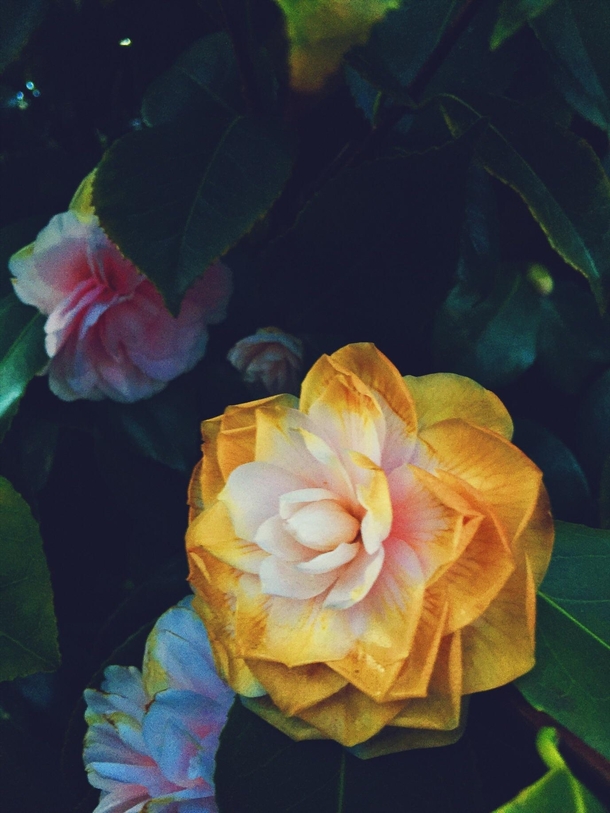 A beautiful little flower I came across the other day Photo taken by me I believe its some kind of camellia Anyone know 