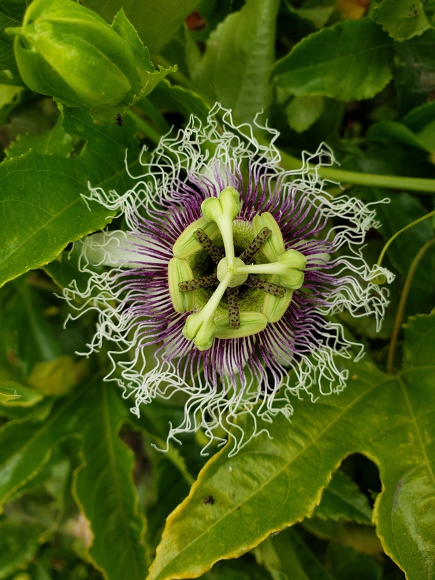 A beautiful passionflower Passiflora incarnata in San Diego The flower has traditionally been used as a mild sleep-aid and stress-releiver 