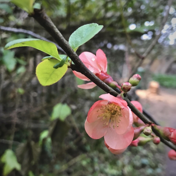 A beautiful peach coloured Japonica I think I need some help identifying this one please It is growing semi-wild in Hertfordshire UK