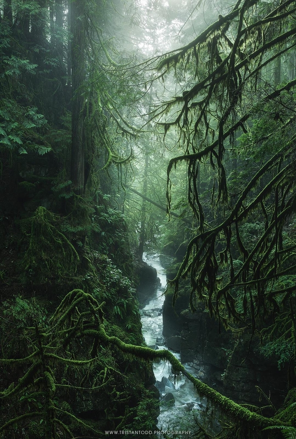 A beautiful rainforest canyon in southern British Columbia 