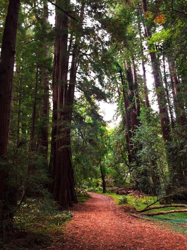 A Beautiful Trail in Muir Woods National Monument Mill Valley California 