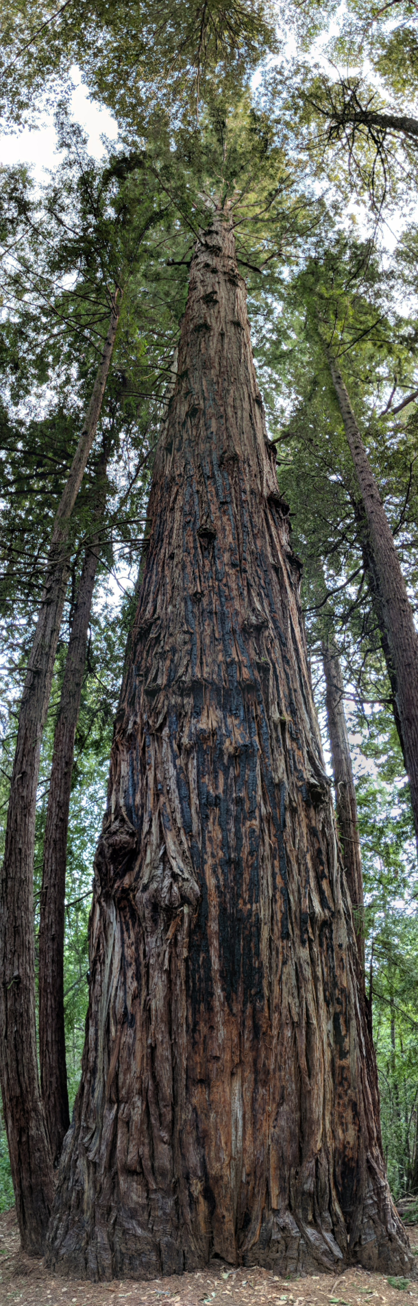 A beautiful tree in Santa Cruz California oc
