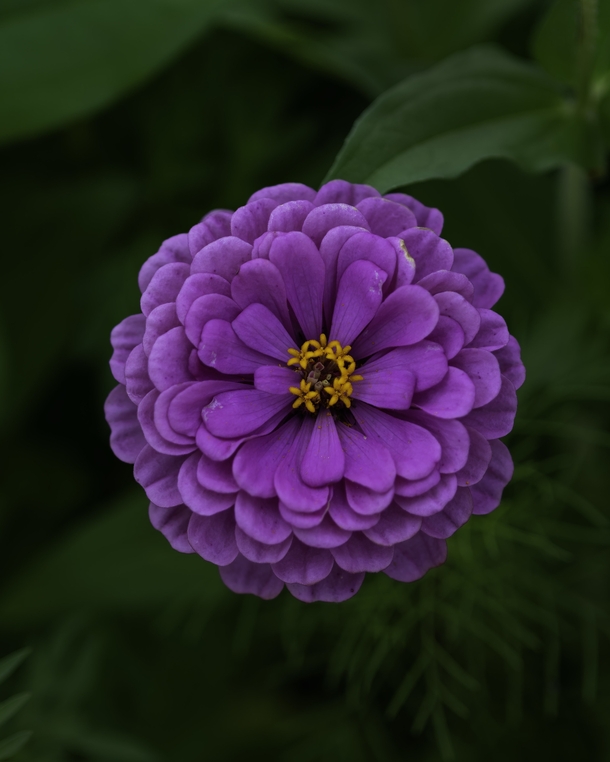 A beautiful zinnia bloom from our yard