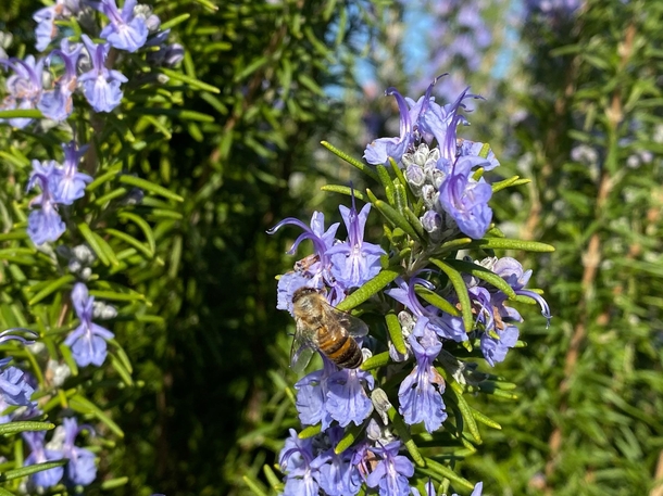 A bee checks out a blooming Rosemary shrub Salvia rosmarinus yesterday in Southern California 