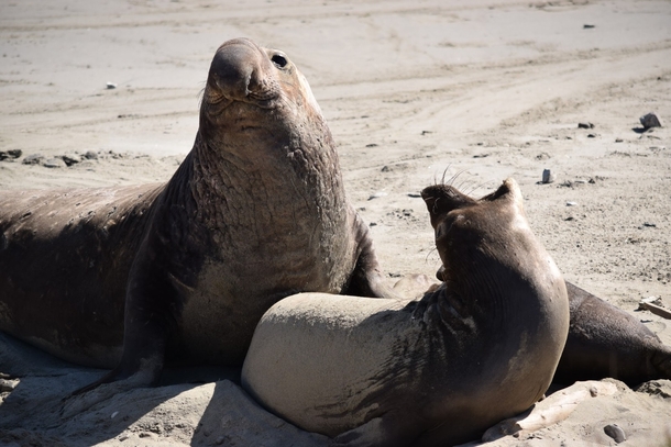 A beta elephant seal handling rejection well