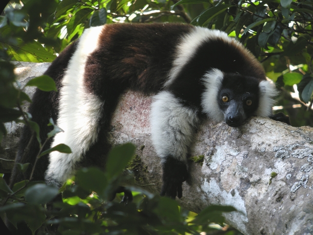 A black and white ruffed lemur 