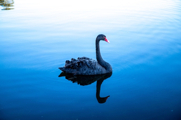 A Black Swan in Sydney
