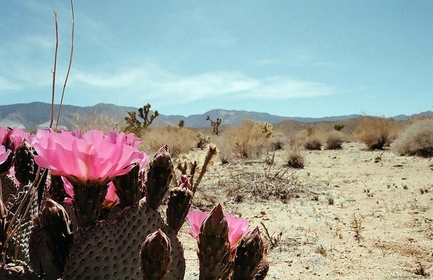 A blooming Beavertail Cactus in the Mojave Desert 