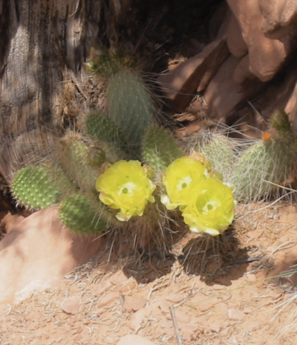 A blooming cactus on Utah Canyonlands hike prickly pear 