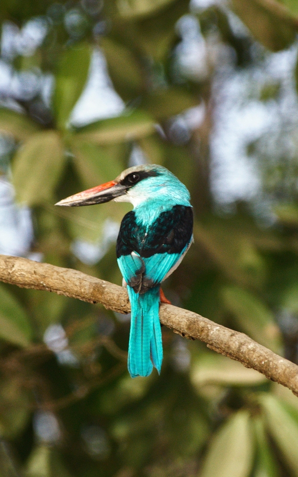 A blue-breasted Kingfisher 