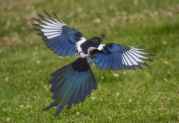 A Blue Magpie