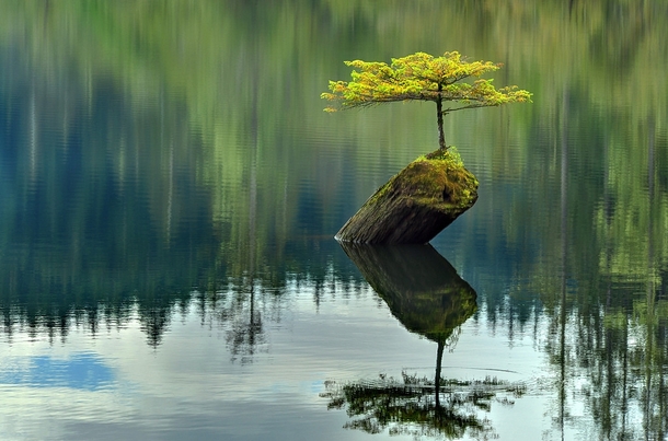 A bonsai on Fairy lake in Vancouver Island BC  X-Post from rpalatecleanser