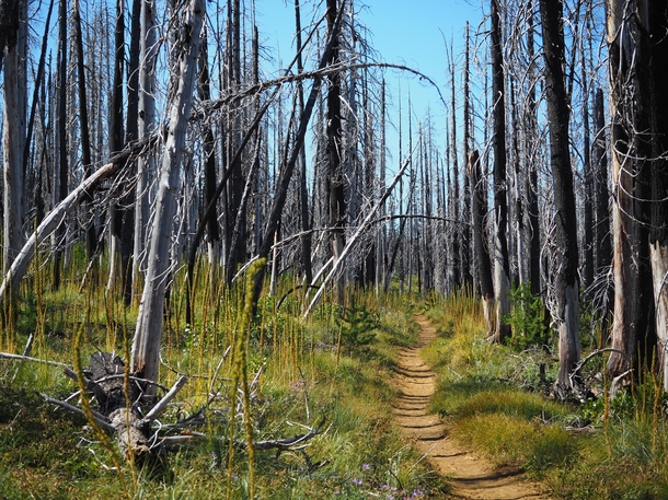 A burnt section of the Pacific Crest Trail in Oregon 