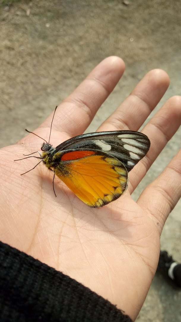 A butterfly decided to say hello today And this made me happy 