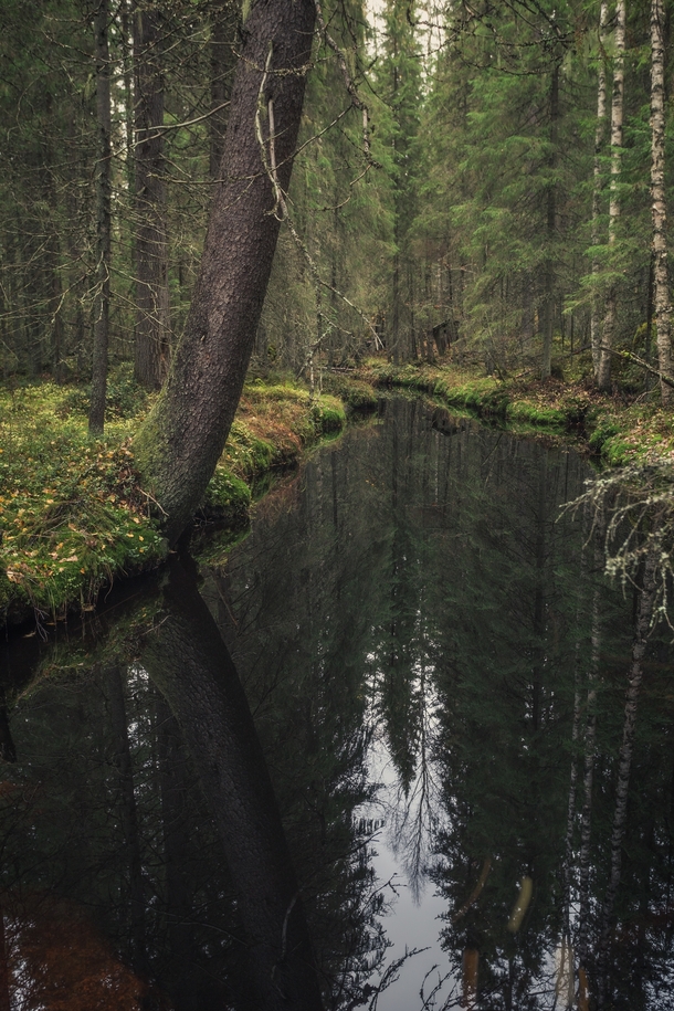 A calm black stream deep in the woods of Central Finland 
