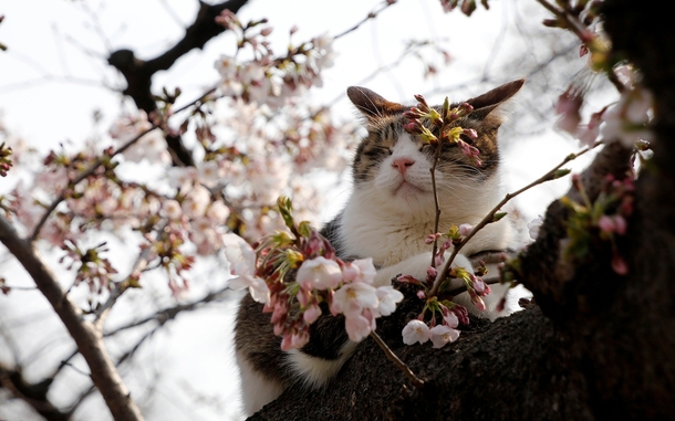 A cat rests in a cherry blossom tree on a spring day in a Tokyo park 