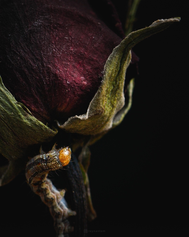 A caterpillar and a dead rose