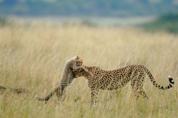 A Cheetah and her cub 