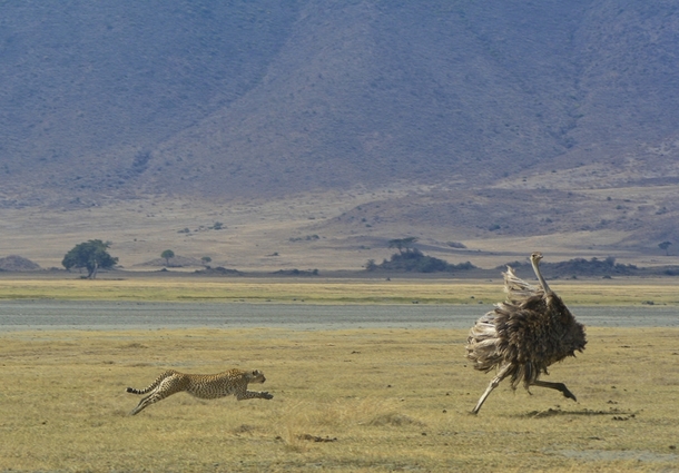 A Cheetah chasing an Ostrich 