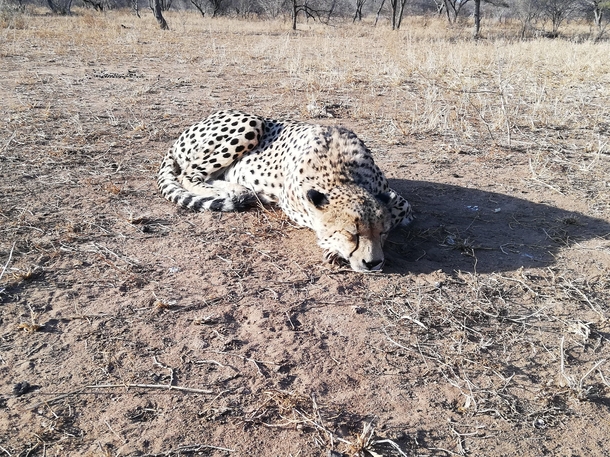 A cheetah in South Africa