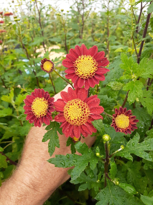 A chrysanthemum variety East Meadow that I registered with the National Chrysanthemum Society Inc USA