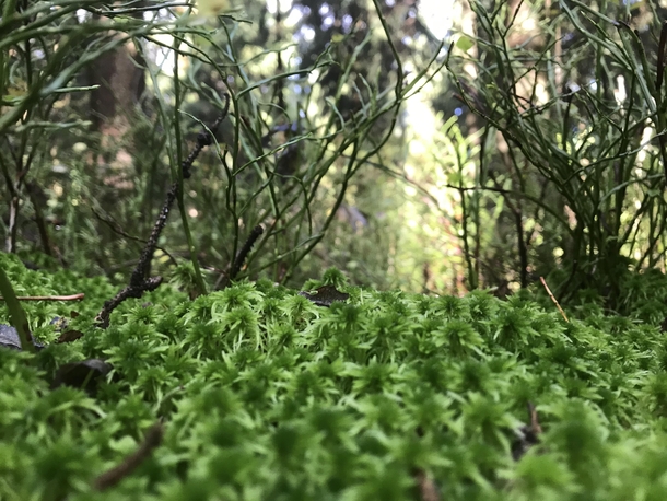 A closeup of moss and small plants in the saxonian woods 