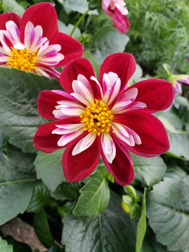 A Collarette Dahlia I saw the other day on my walk
