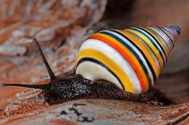 A colorful Liguus Virgineusit is also known as the Candy Cane Snail