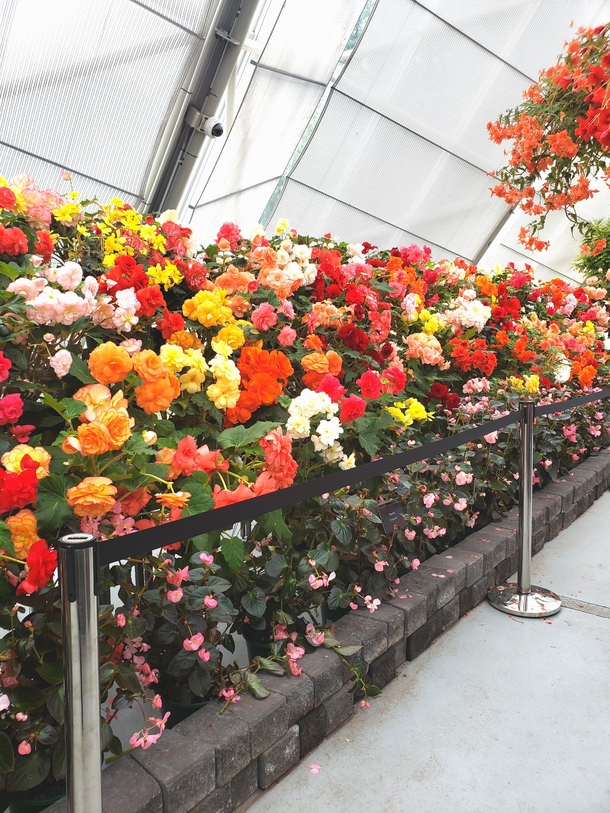 A conservatory full of Begonia 