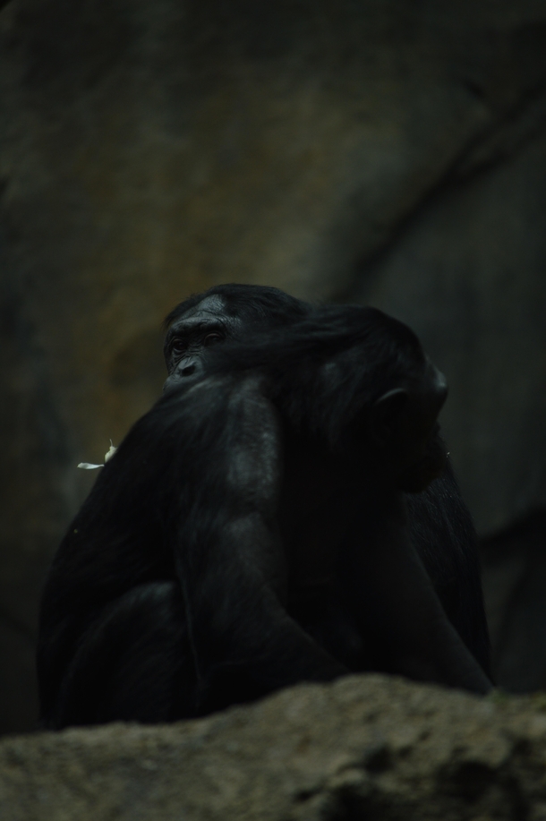 A couple Bonobos at the San Diego Zoo