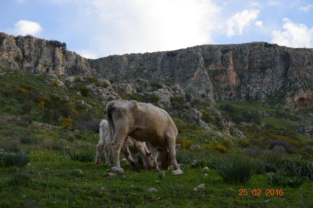 A cow and a calf Mount Arbel Israel 