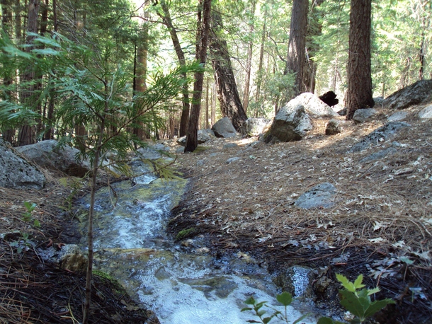 A creek flowing next to my campground in Kings Canyon California USA 
