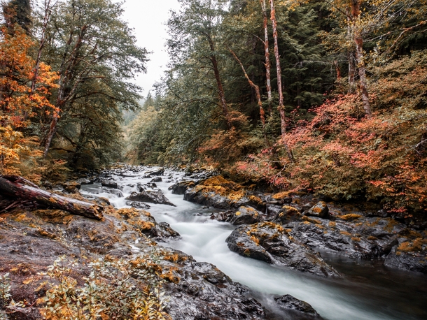 A creek in Olympic National Park Washington 