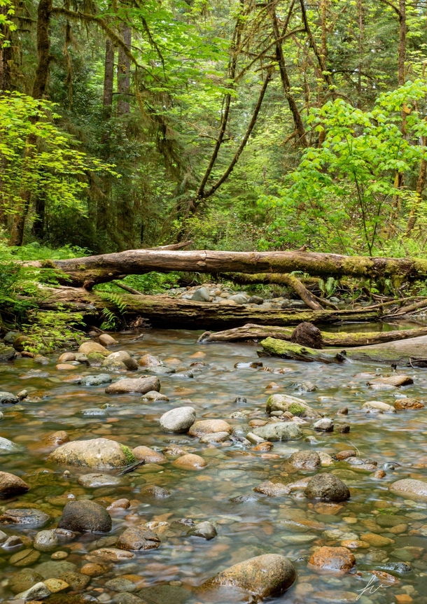 A creek inside Jedediah Smith Redwoods State Park 