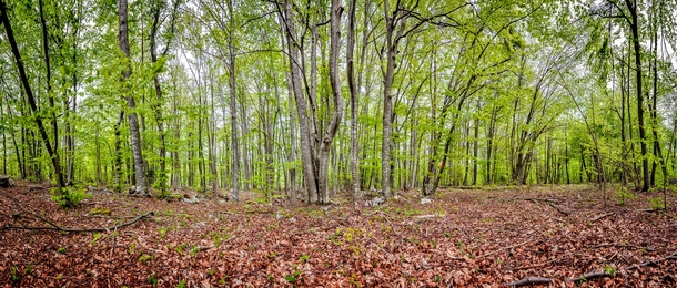 A Croatian forest photo by Fuda 